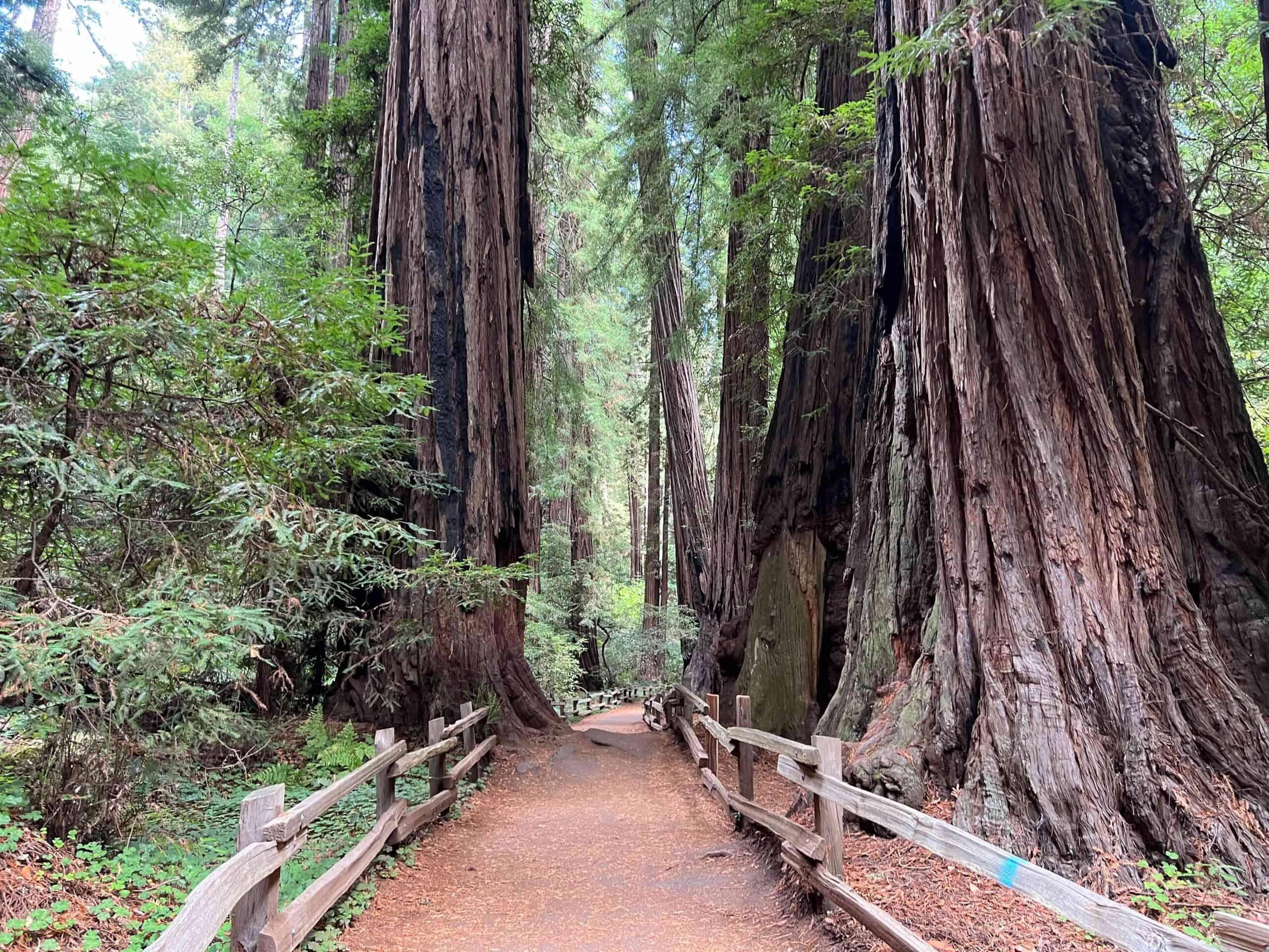 Five Best Parks to See Redwoods
